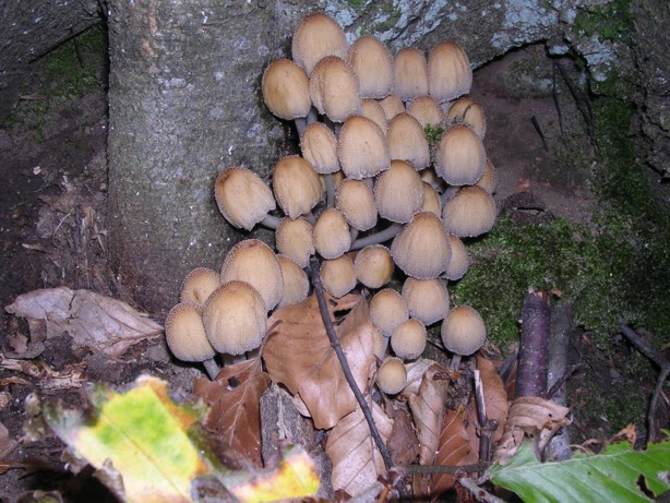 Lycoperdon perlatum